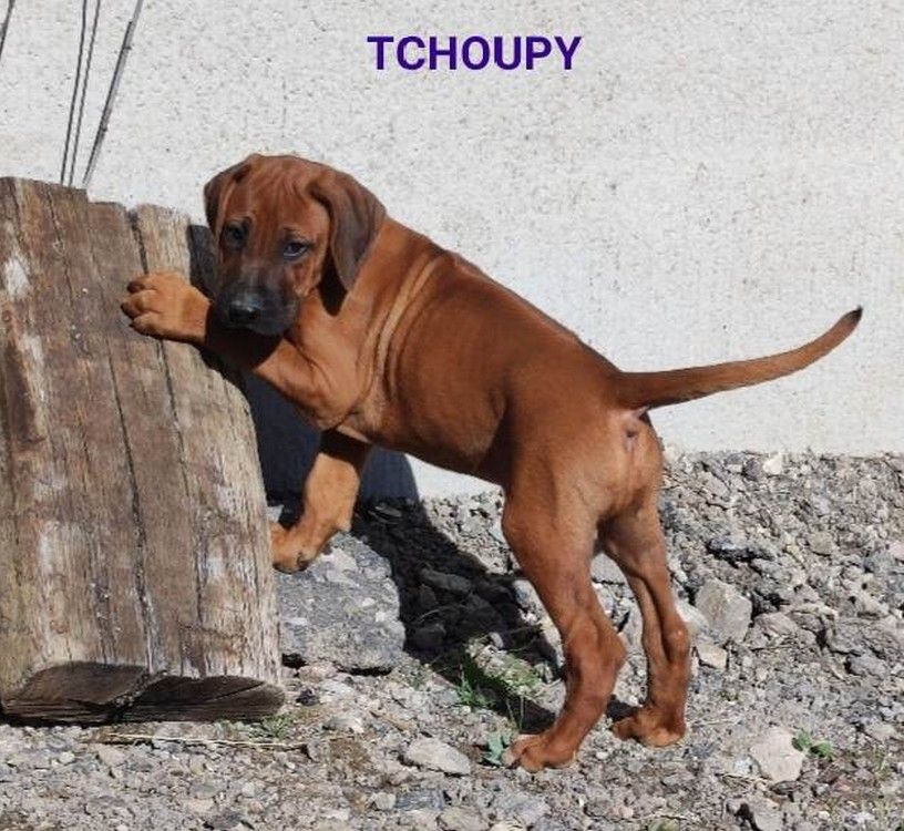 Tchoupy (Sans Affixe)