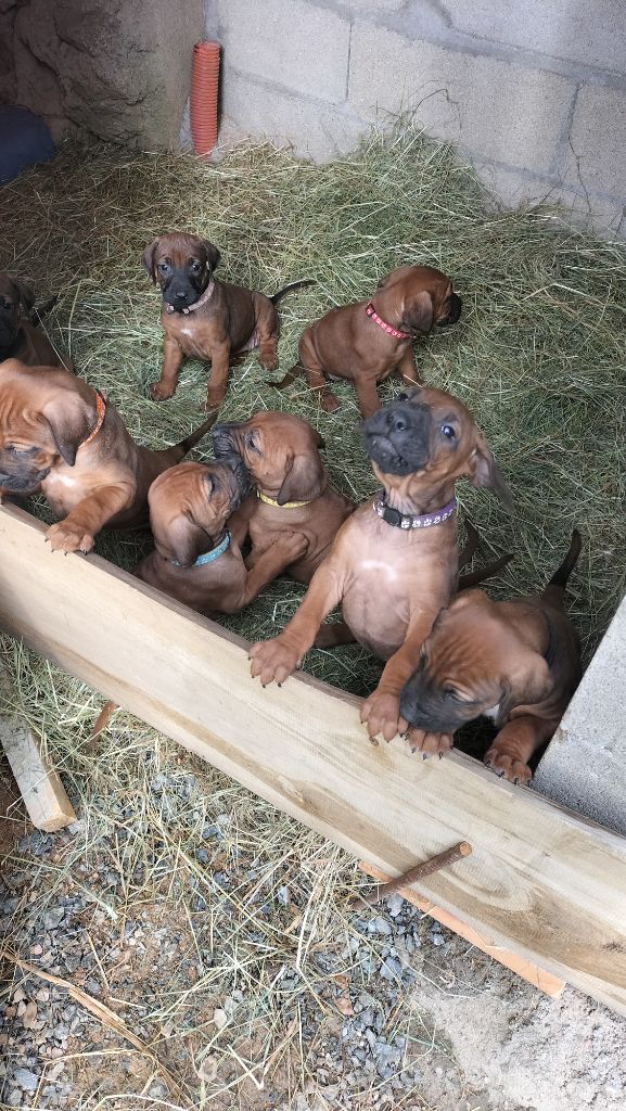 chiot Rhodesian Ridgeback Du Domaine De Saint Zele